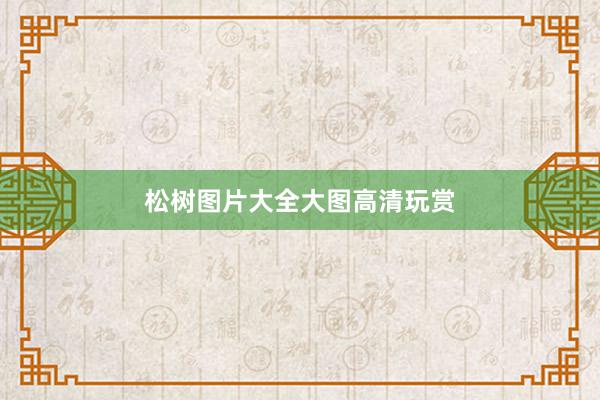 松树图片大全大图高清玩赏